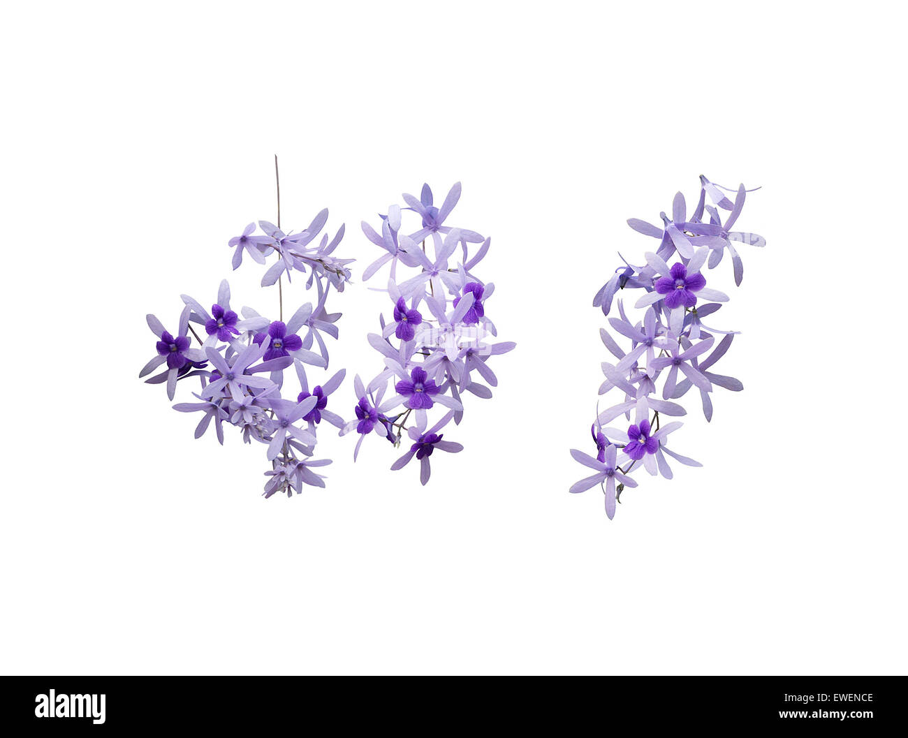 Drei lila Blume Zweige isoliert auf weiss. Stockfoto