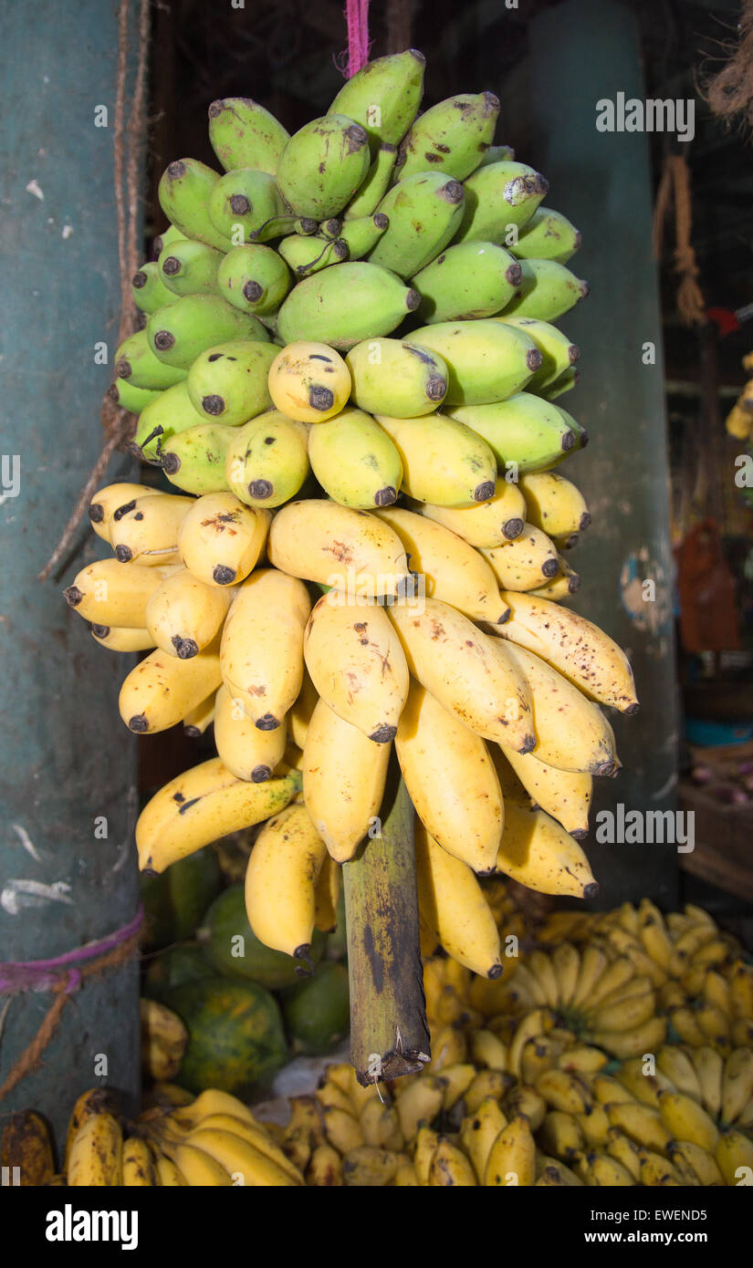 Frische Bananen Reifen von Grün nach gelb an einem Stiel auf einem Markt in Sri Lanka. Stockfoto