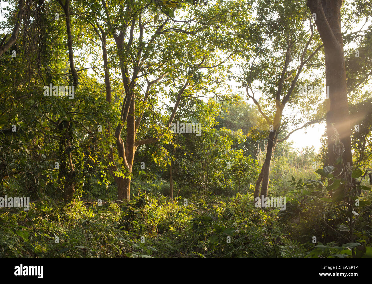 Subtropischen Regenwald in Nepal Stockfoto