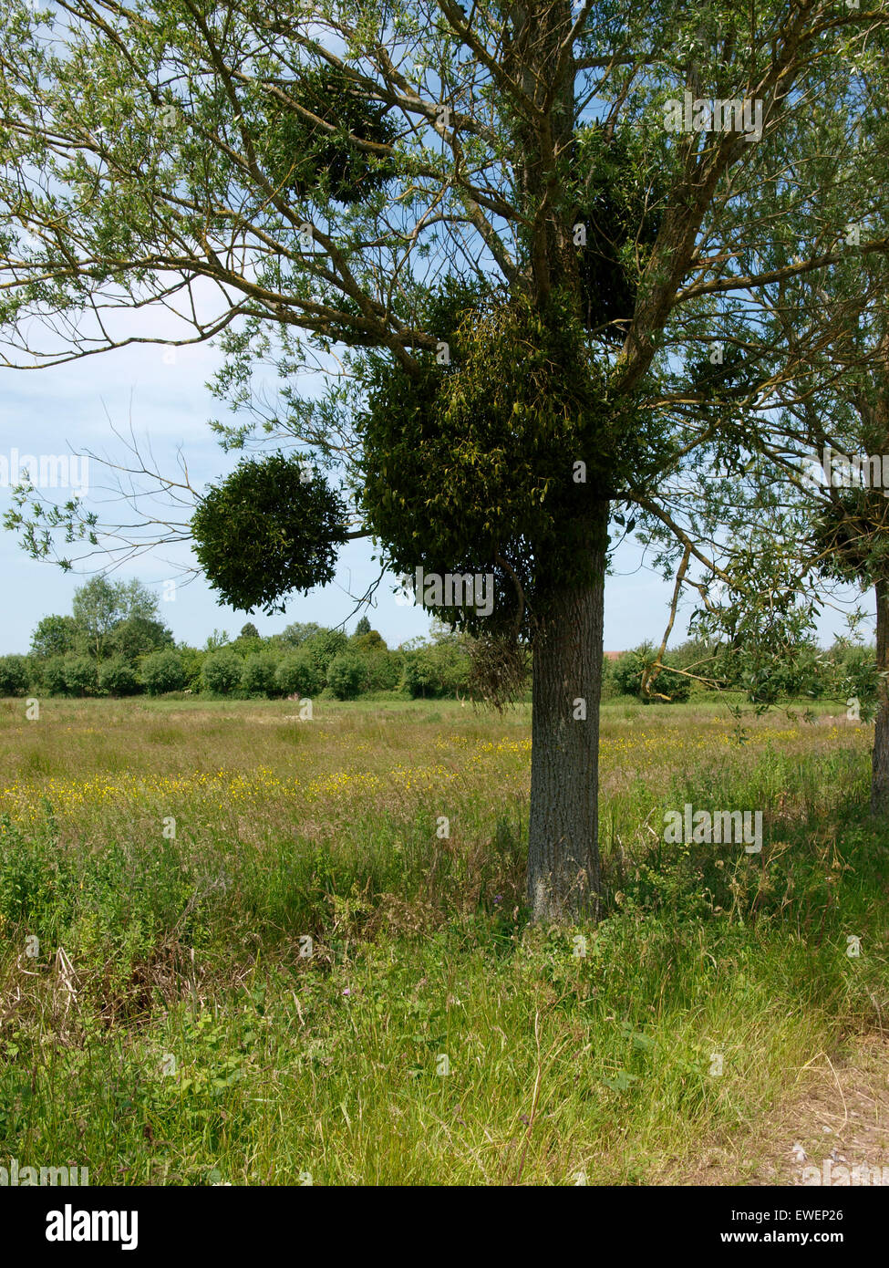 Mistel wächst in einem Baum auf den Somerset Levels, UK Stockfoto