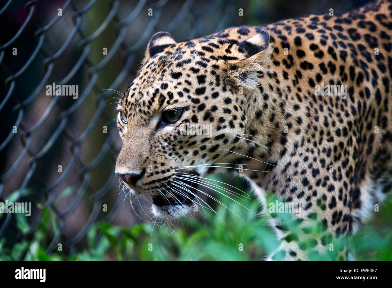 Indischer Leopard Stockfoto