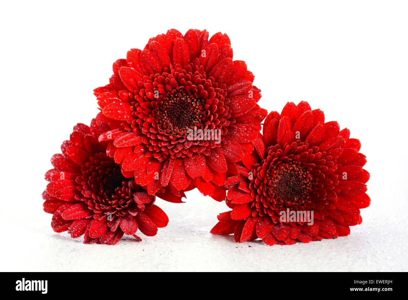 Leuchtend rote Gerbera Blumen-Gänseblümchen auf rustikale weißen shabby chic Holz Tisch. Stockfoto