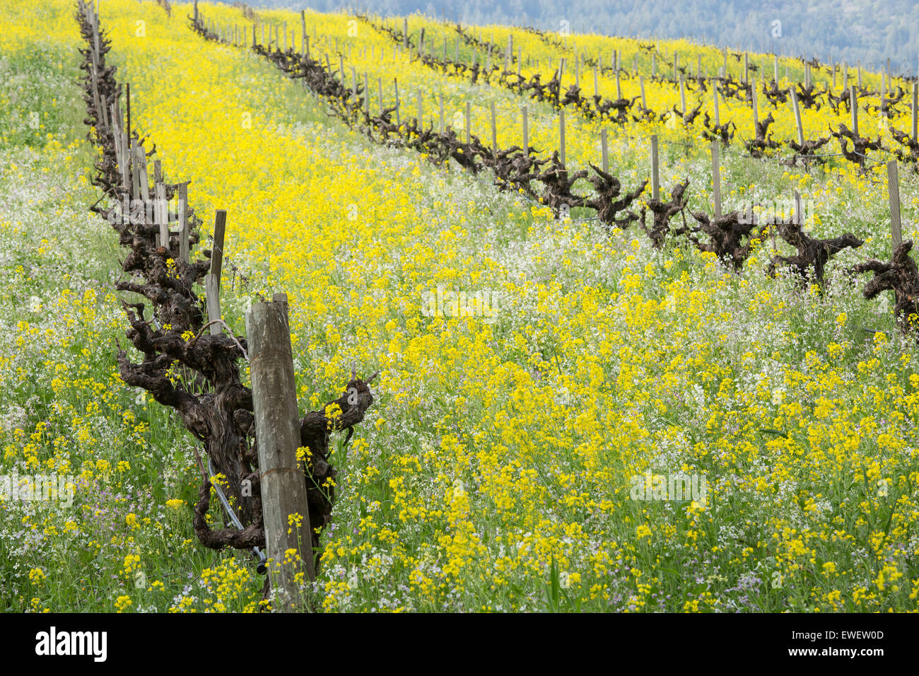 Rollende Hügel in Sonoma Tal mit alten Weinreben, Senf Blumen und anderen Wildblumen, California Stockfoto