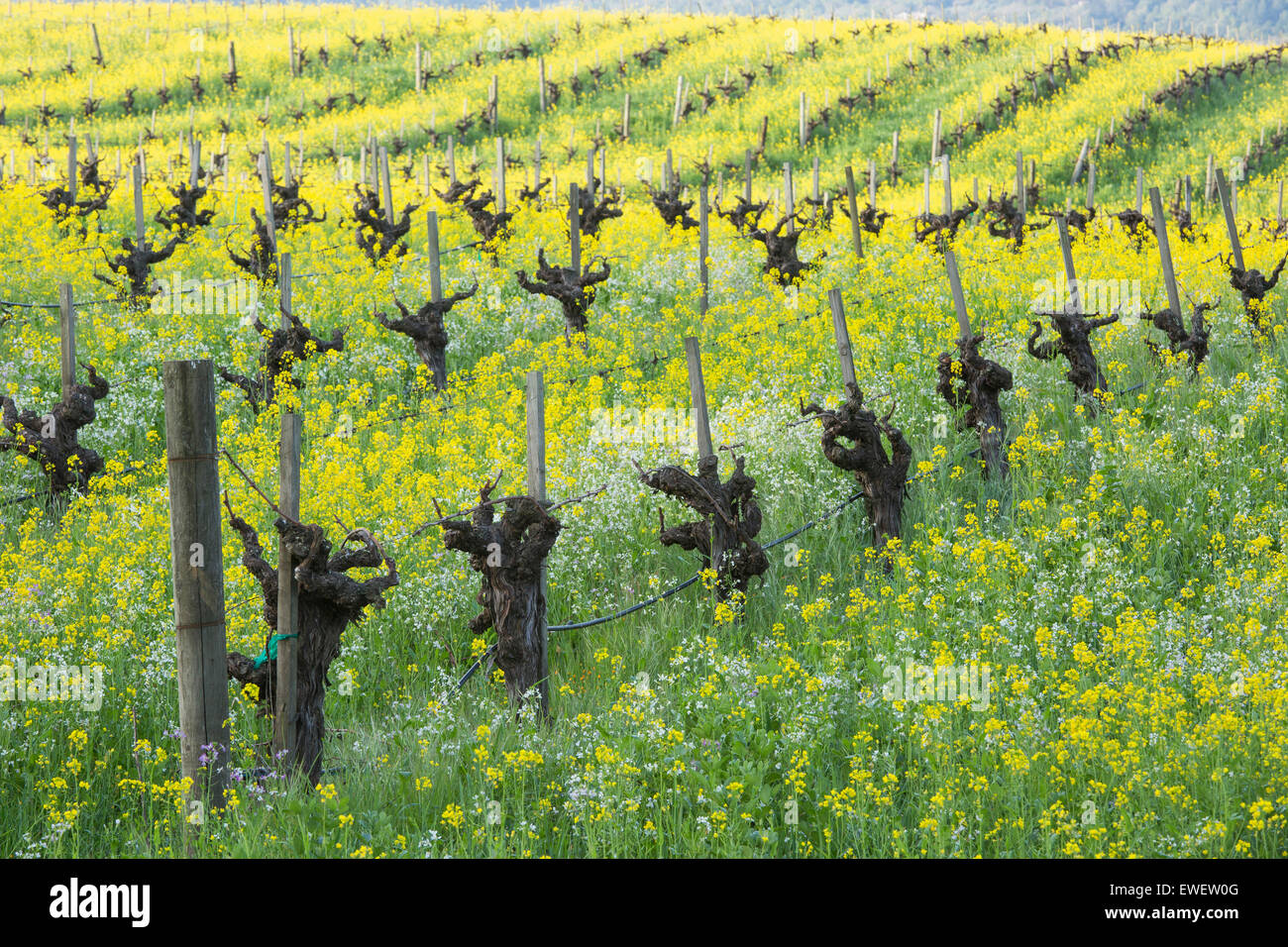 Rollende Hügel im Sonoma Valley mit alten Weinreben, Senf Blumen und anderen Wildblumen, Sonoma County, Kalifornien, USA Stockfoto