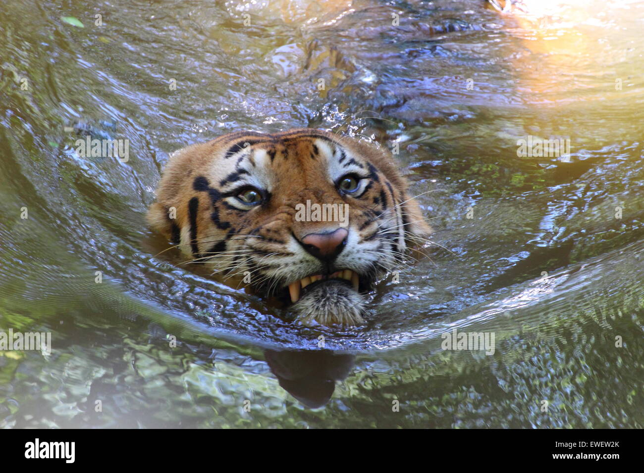 Tiger Im Fluss Stockfotos Und Bilder Kaufen Alamy
