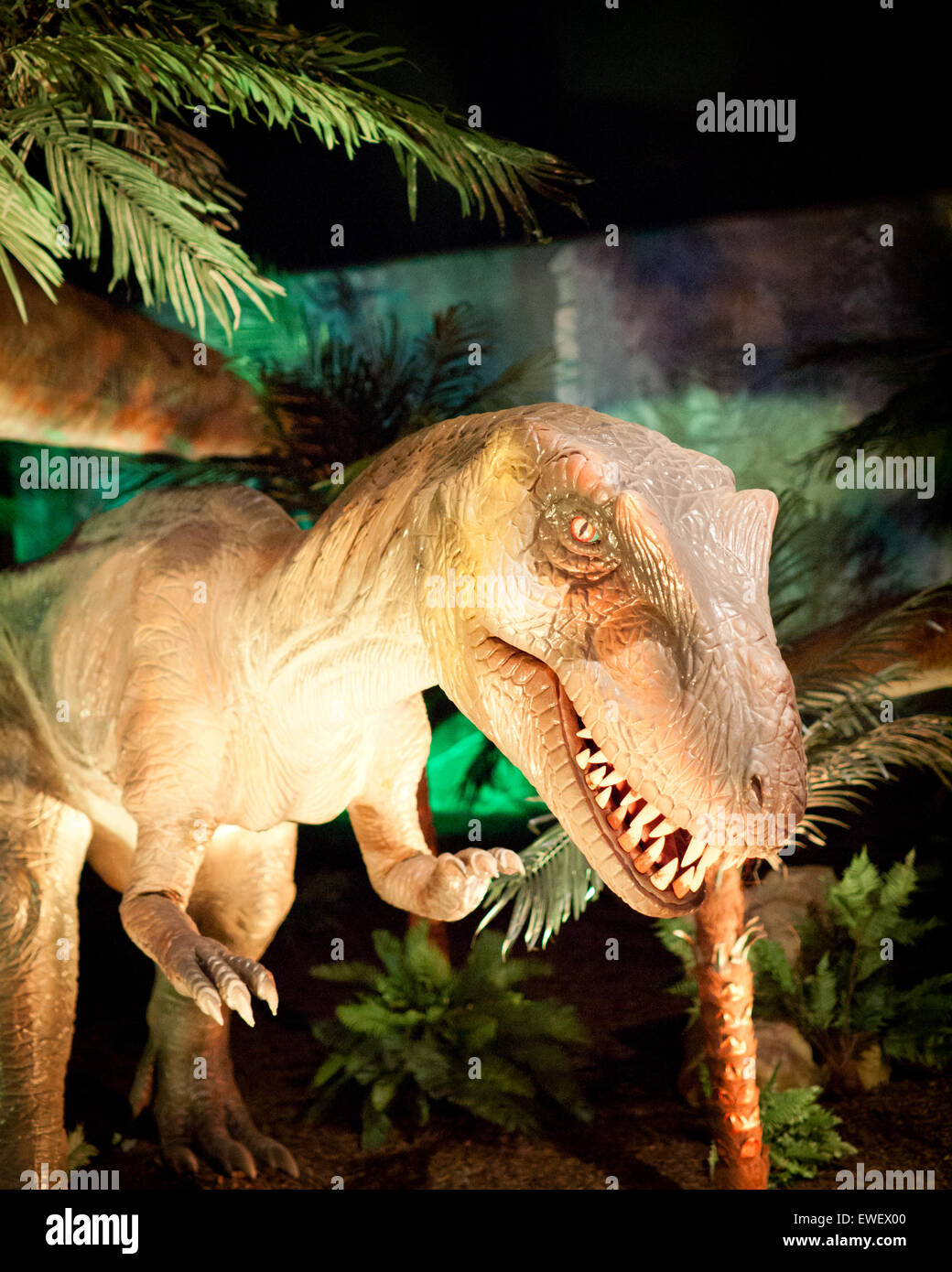 Eine Nahaufnahme von einem lebensgroßen Modell ein Albertosaurus an das Telus World of Science in Edmonton, Alberta, Kanada. Stockfoto