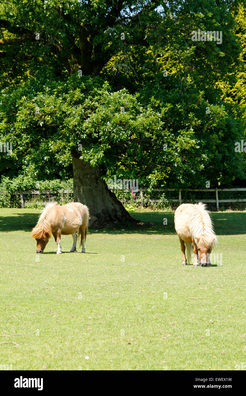 Miniatur-Ponys oder Pferde sind niedliche Kuscheltiere stehen nicht mehr als 34' am Widerrist, sie kommen in allen möglichen Farben Stockfoto