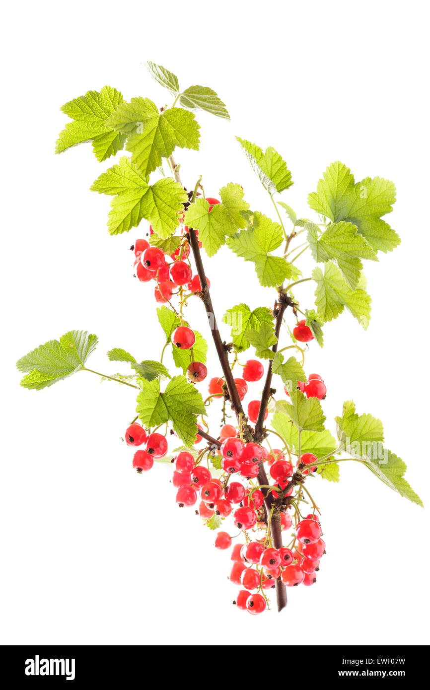 Rote Johannisbeeren Stockfoto