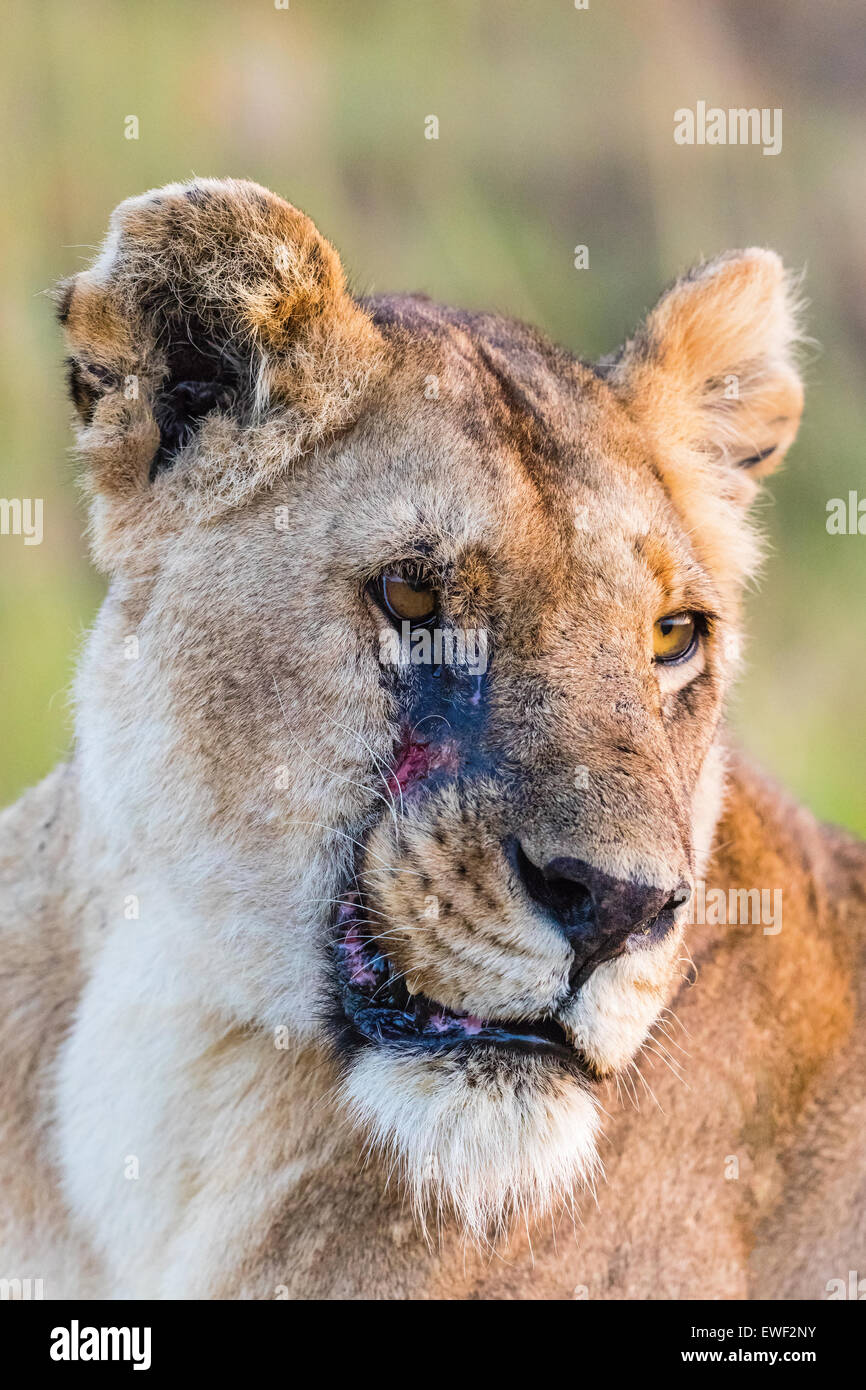 Löwin mit Schrecken im Gesicht Stockfoto