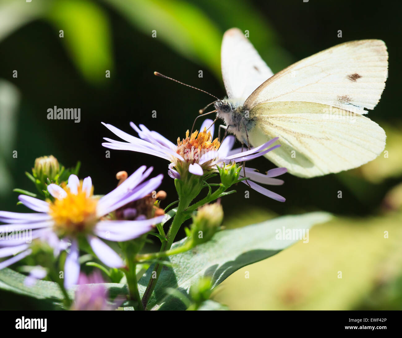 Schmetterling und Blume in der Sommer-Natur Stockfoto