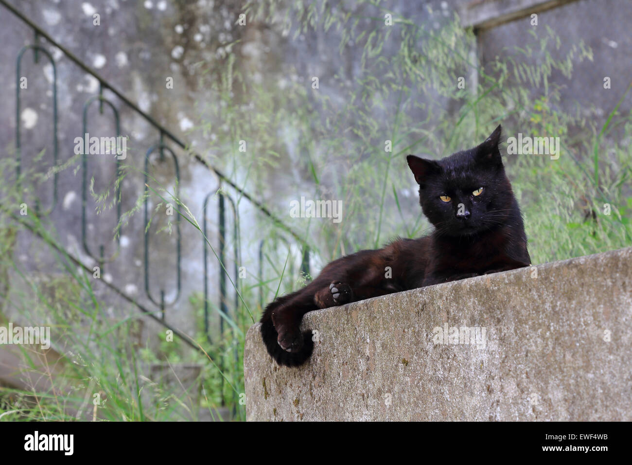 Katze in Obidos, Portugal Stockfoto