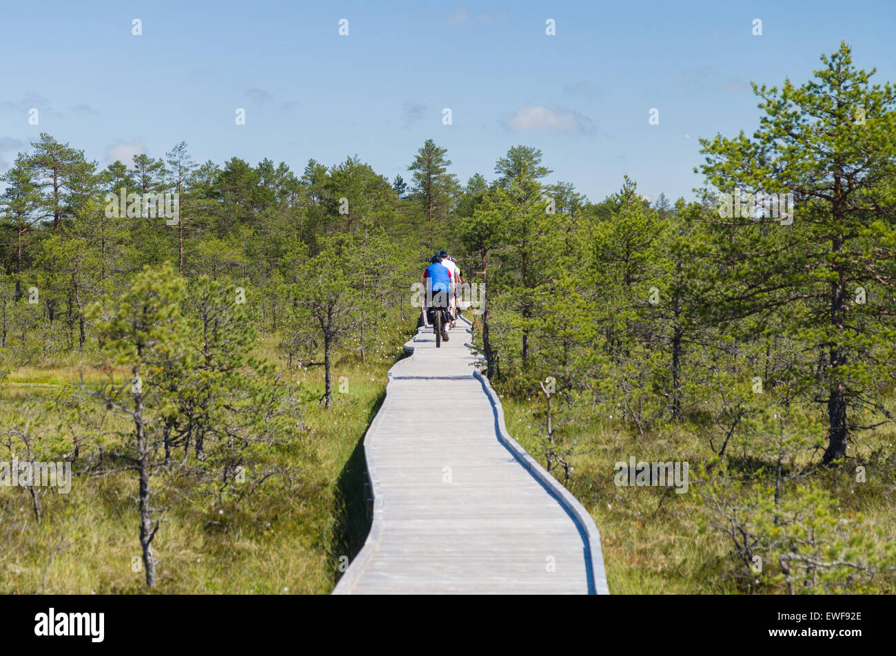 Radfahrer auf hölzernen Wanderweg der Moor-Bereich Stockfoto