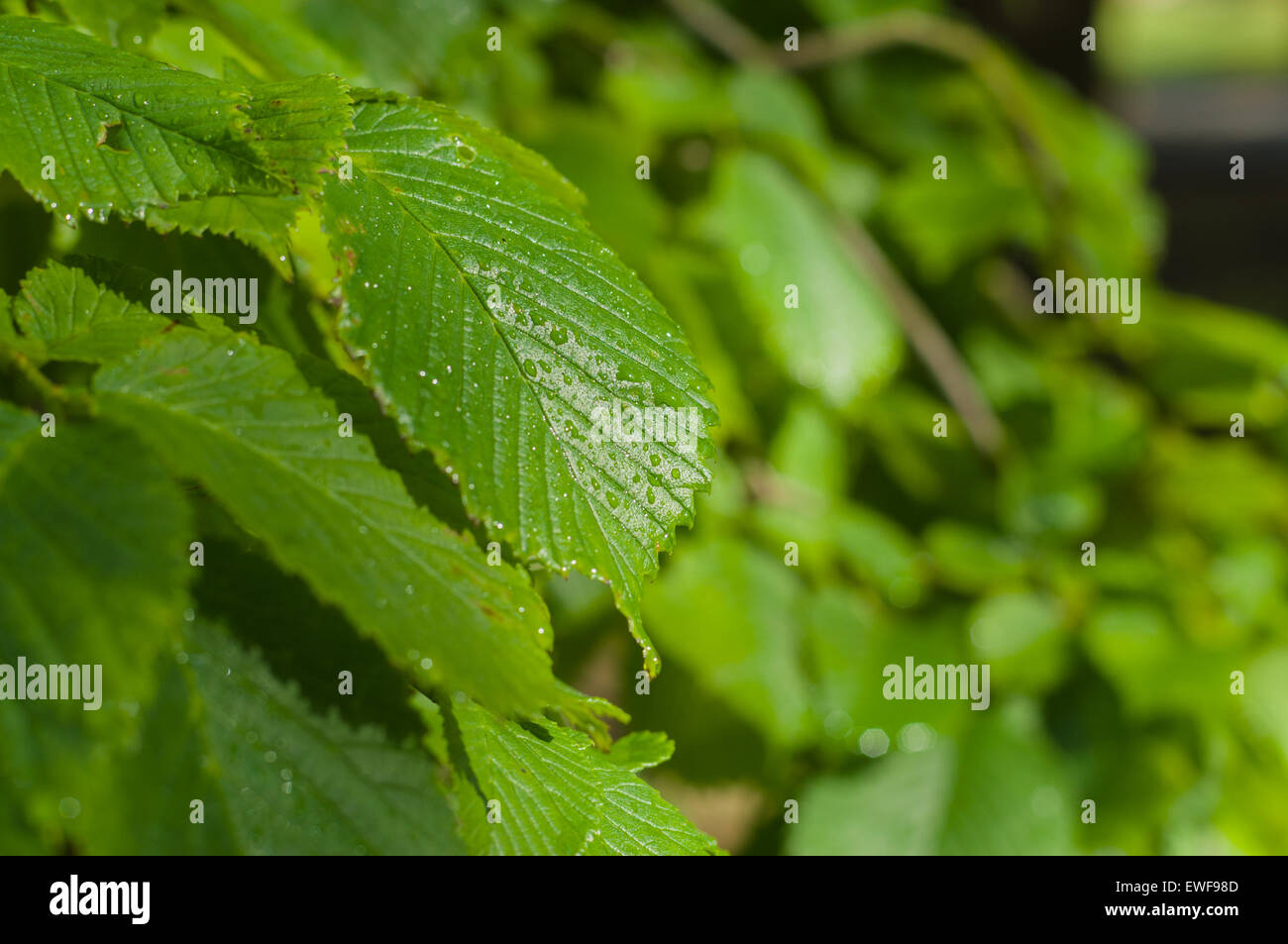 Grünes Blatt mit Regentropfen unter Sonnenlicht Stockfoto