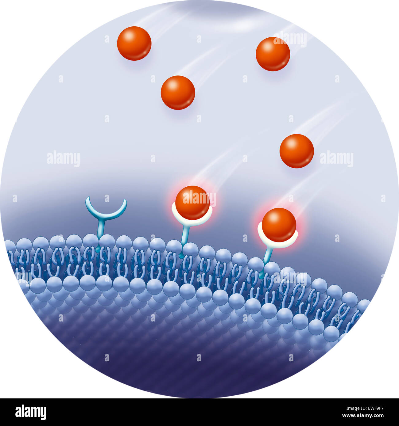 REZEPTOR, ILLUSTRATION Stockfoto