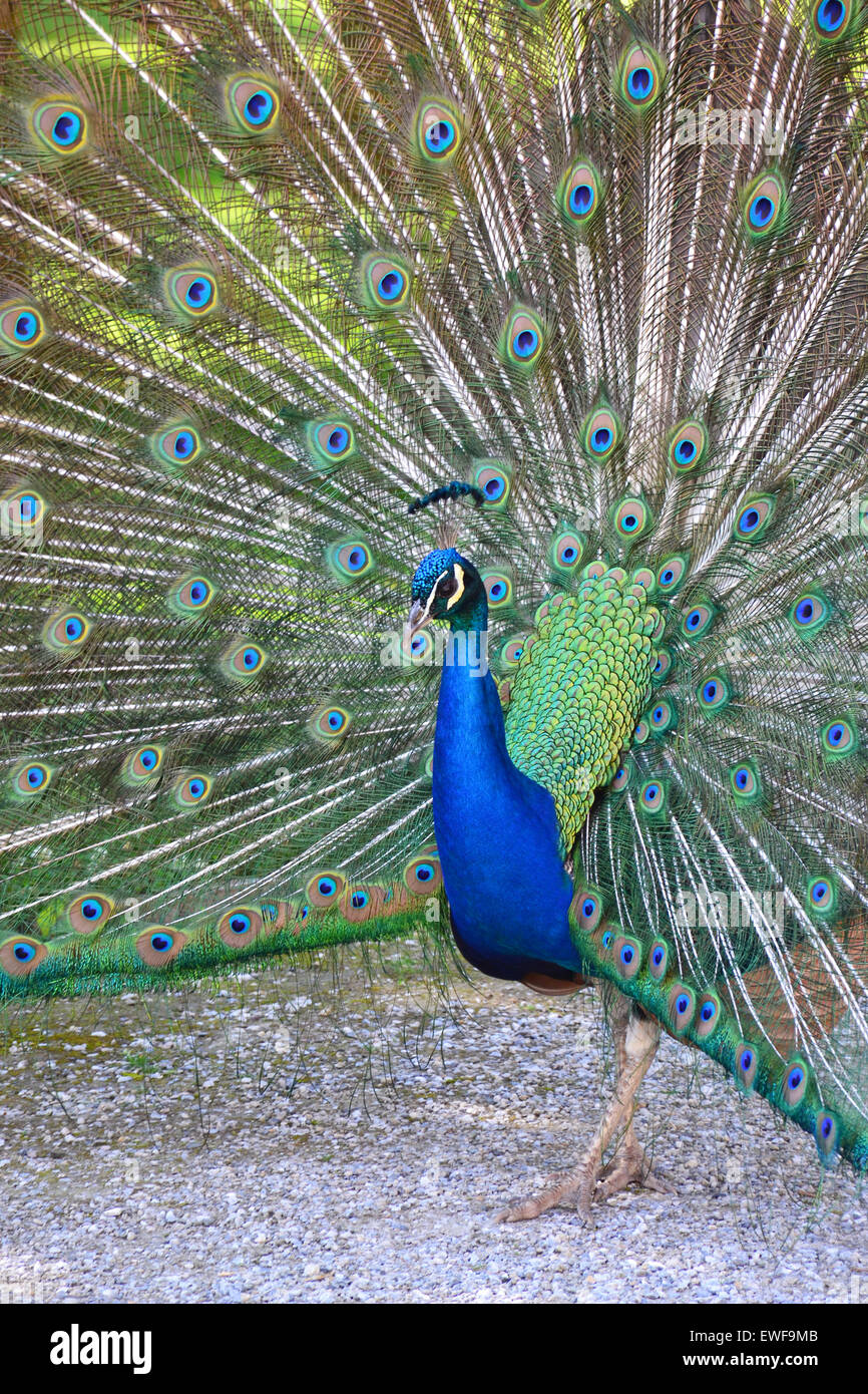 Pfau mit Federn Stockfoto