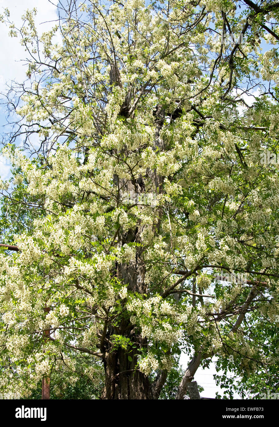 Akazie in Blüte mit weißen Blüten. Stockfoto