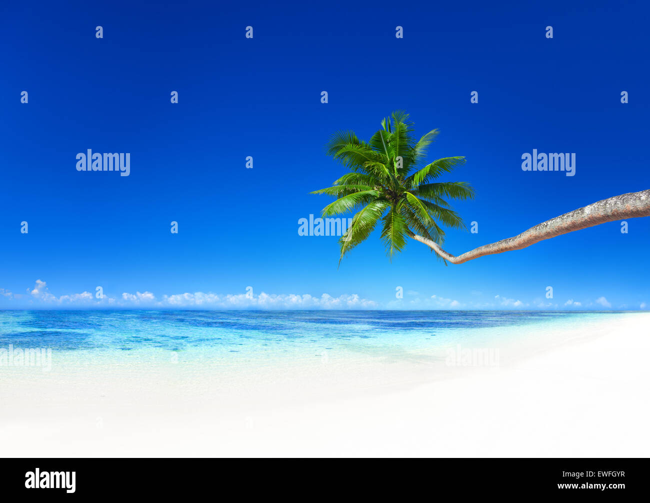 Kokospalme am Strand. Stockfoto