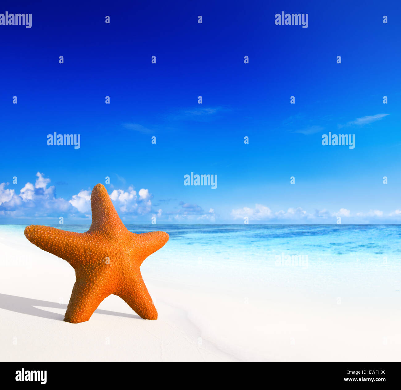 Seestern auf einem tropischen Strand. Stockfoto