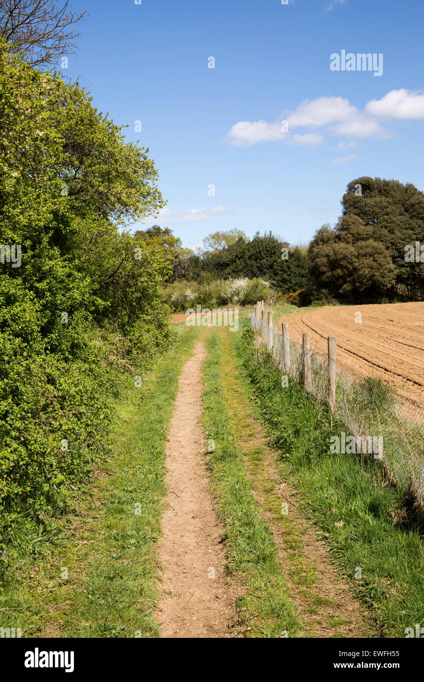 Feldweg durch Felder und Hecken, Shottisham, Suffolk, England, UK Stockfoto