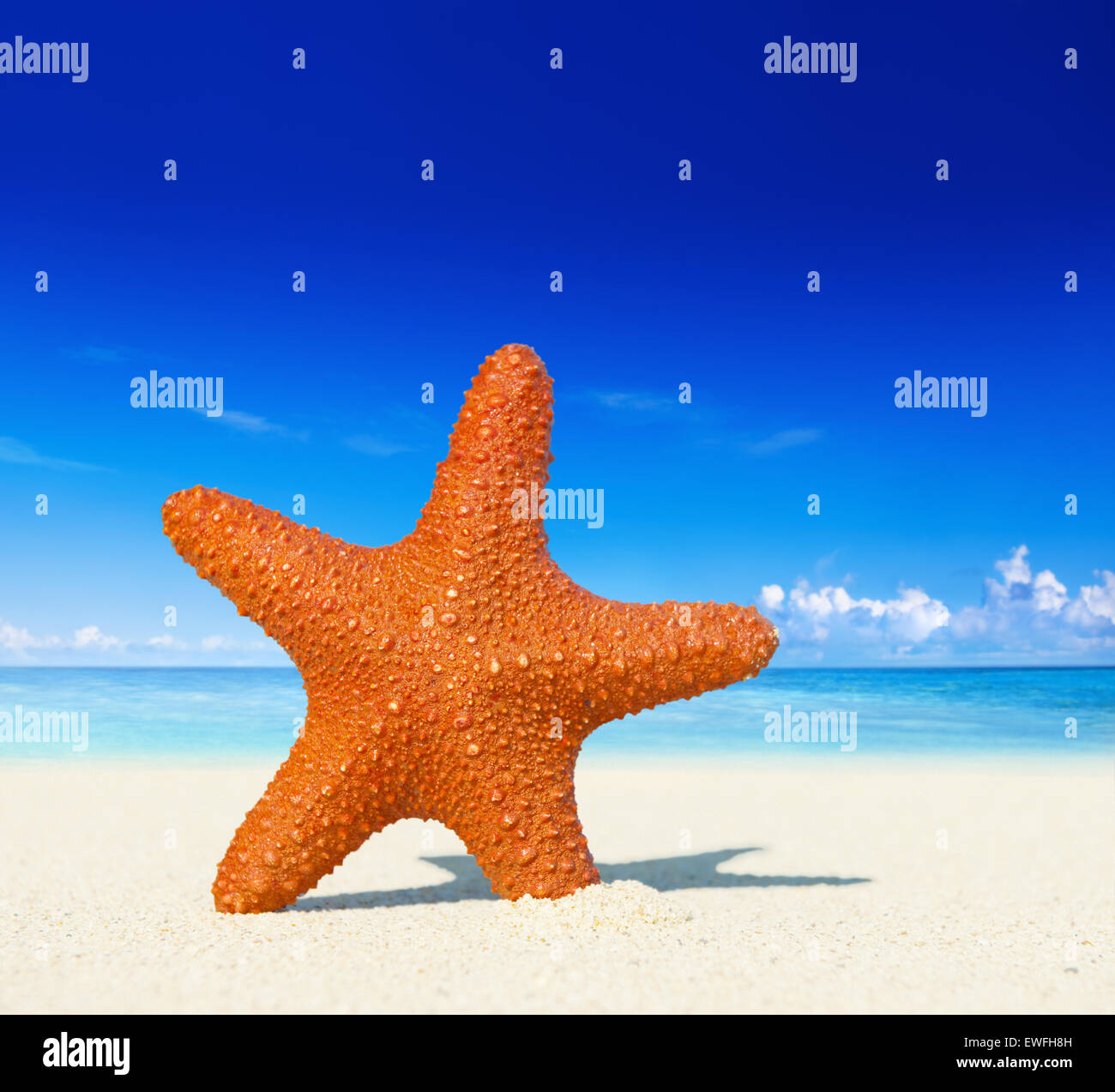 Seestern auf einem tropischen Strand. Stockfoto