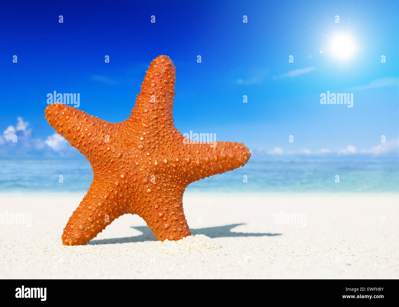 Seestern auf einem tropischen Strand. Stockfoto