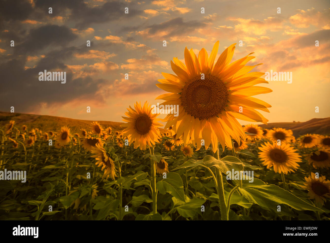 Bereich der Blühende Sonnenblumen auf einem Hintergrund Sonnenuntergang Stockfoto