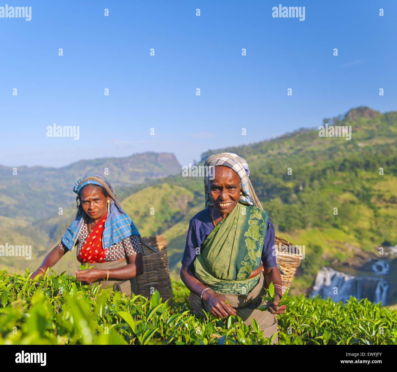Zwei Teepflückerinnen Lächeln als sie Blätter aufheben. Stockfoto