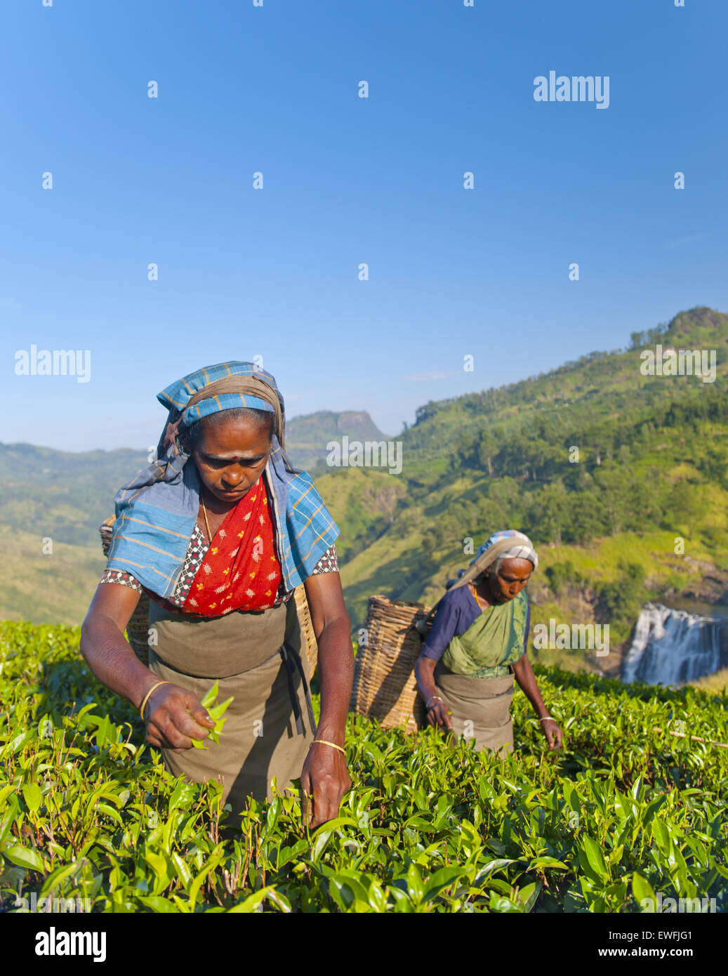 Zwei Teepflückerinnen Kommissionierung Blätter. Stockfoto