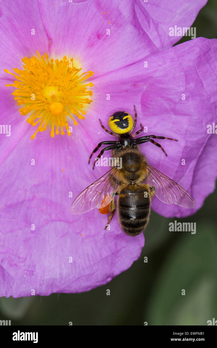 Rote Krabbenspinne, Südliche Glanz-Krabbenspinne, Südliche Glanzkrabbenspinne, Krabbenspinne, Synema Globosum, Synaema globosum Stockfoto