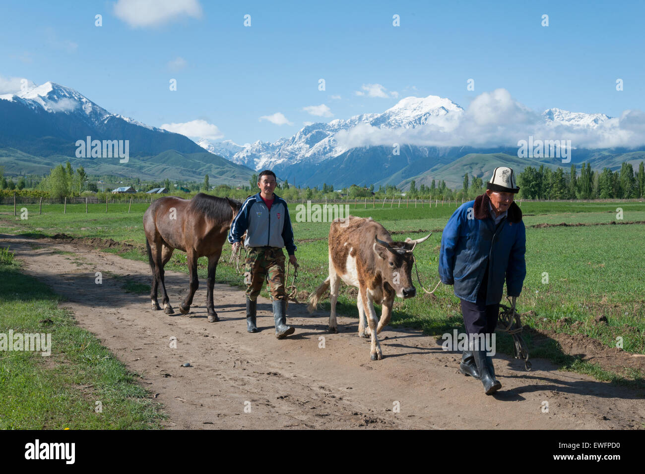 Landwirte mit Kuh und Pferd.  Barksoon. See Issyk-KölKyrgyzstan. Zentralasien. Stockfoto