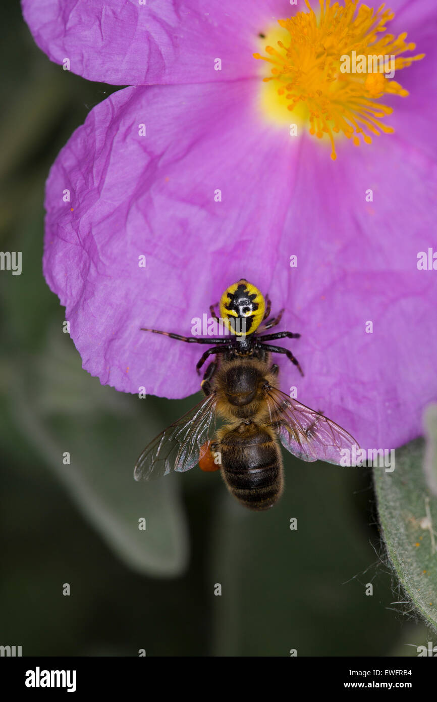 Rote Krabbenspinne, Südliche Glanz-Krabbenspinne, Südliche Glanzkrabbenspinne, Krabbenspinne, Synema Globosum, Synaema globosum Stockfoto