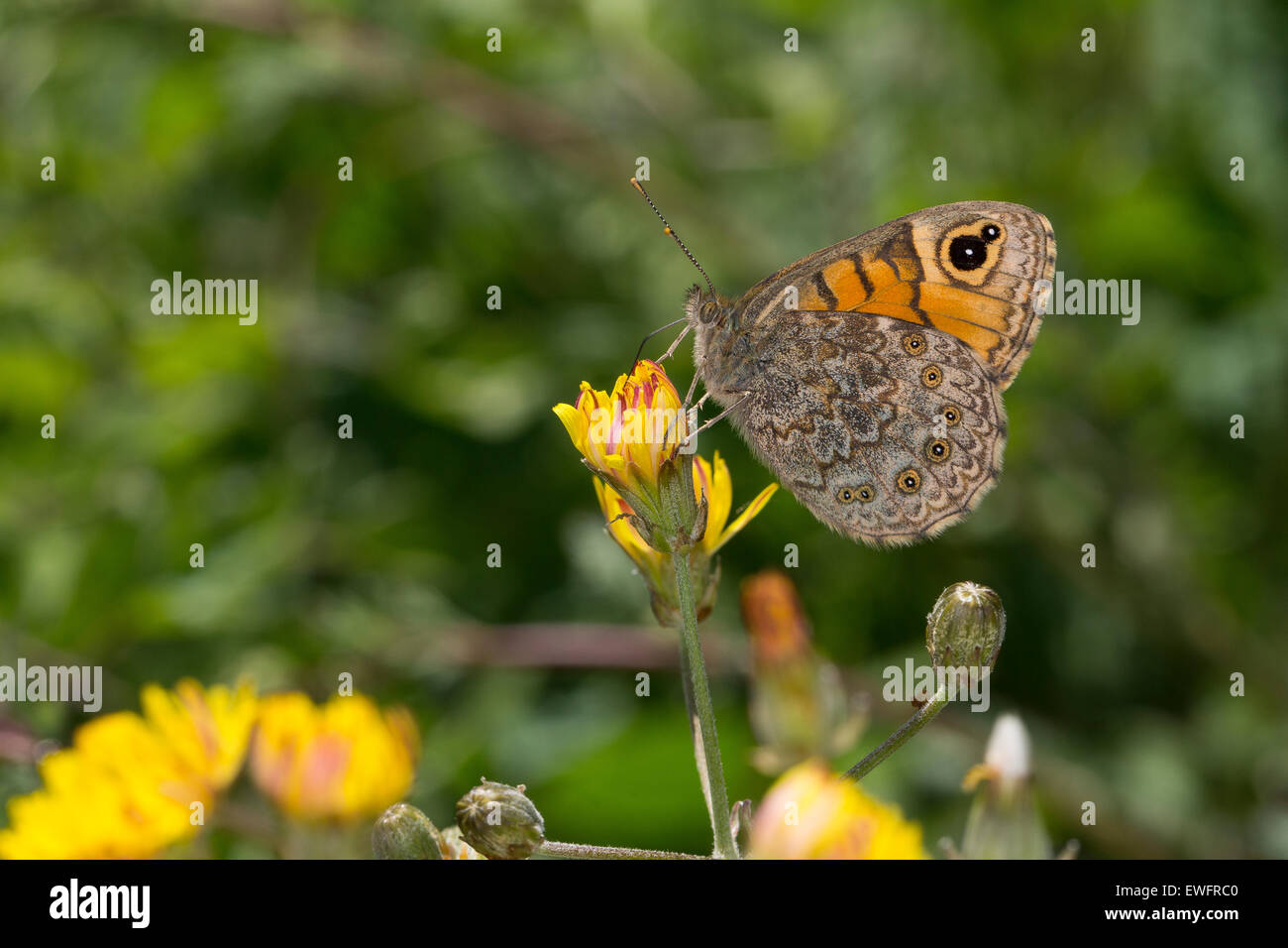 Wand braun, Wand braun Schmetterling, Weiblich, Mauerfuchs, Weibchen, Lasiommata Megera Stockfoto