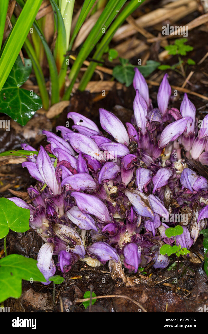 Lila Toothwort, versteckte Toothwort, Niedrige Schuppenwurz, Lathraea Clandestina, Clandestina Purpurea, Clandestina Penduliflora Stockfoto