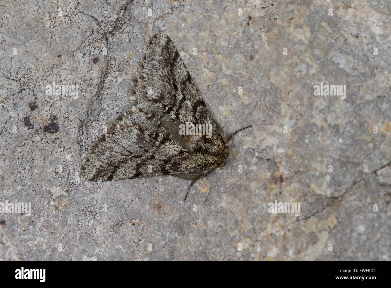 Brindel Schönheit, Schwarzfühler-Dickleibspanner, Kirschenspanner, Lycia Hirtaria, Spanner Stockfoto