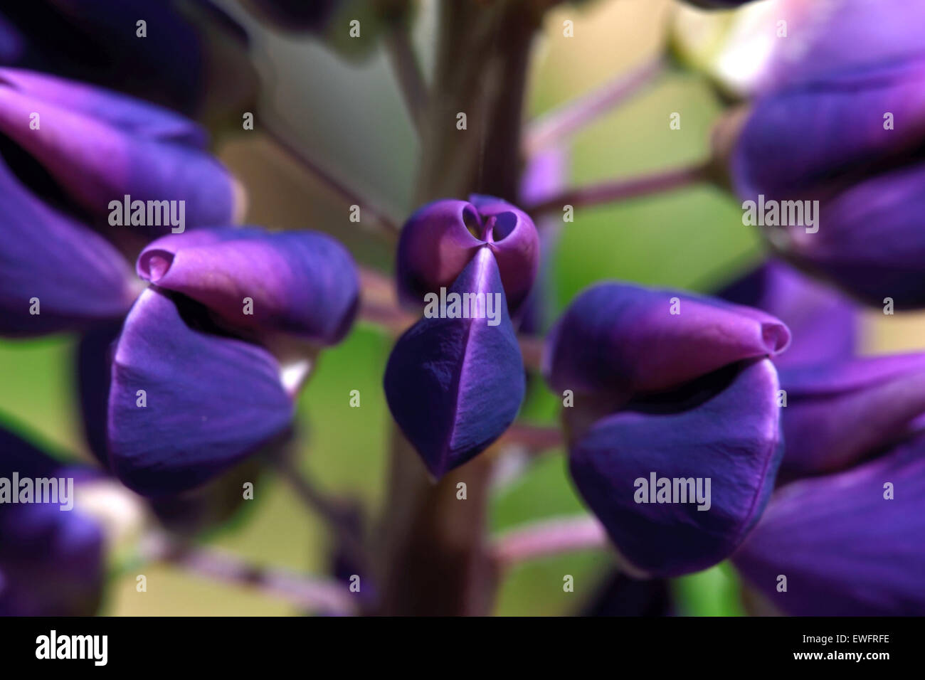 Blumen von n-leaved Lupine (Lupinus Polyphyllus) Stockfoto