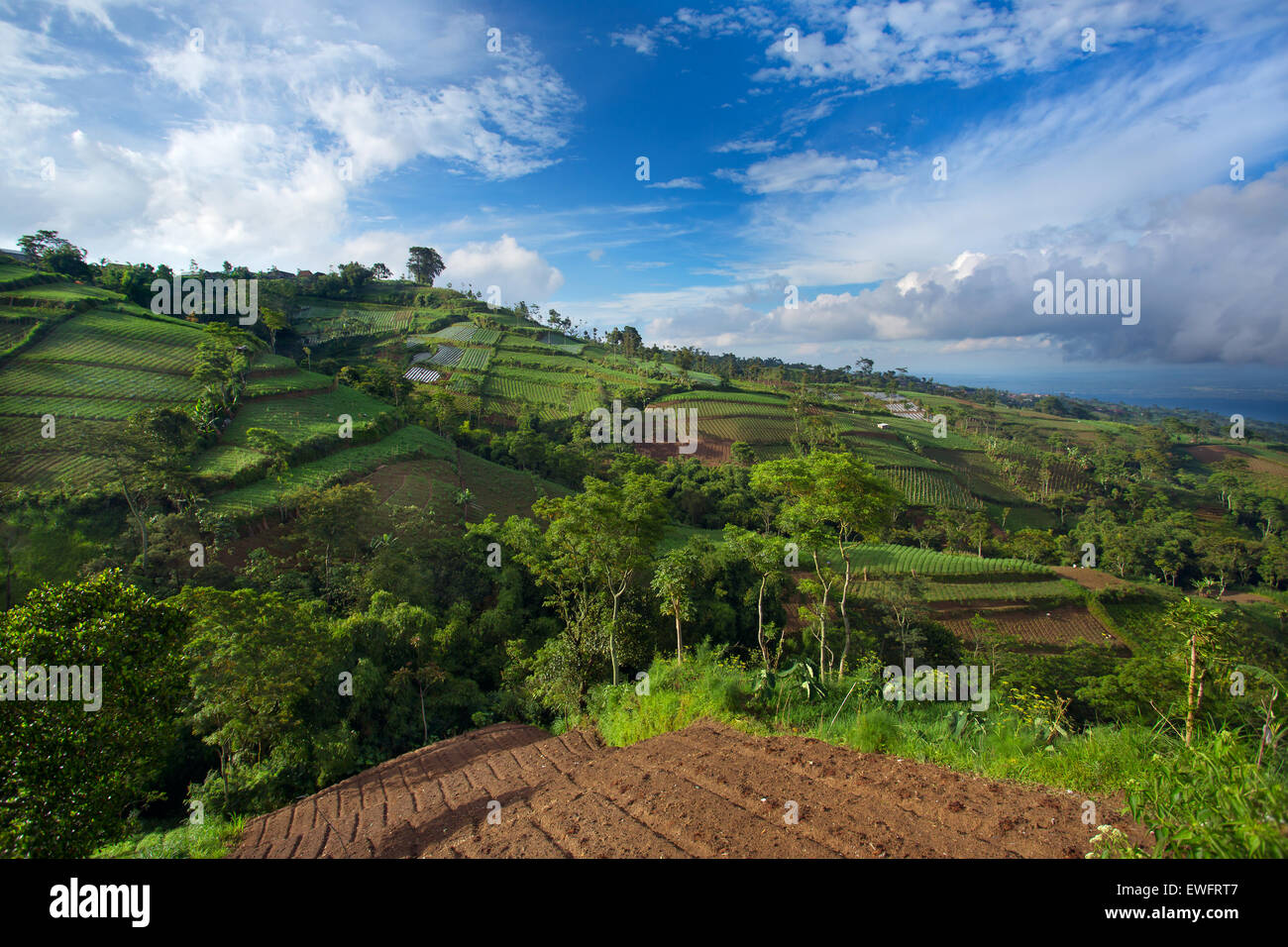 Gemüsekulturen auf den hügeligen Feldern. Java, Indonesien Stockfoto
