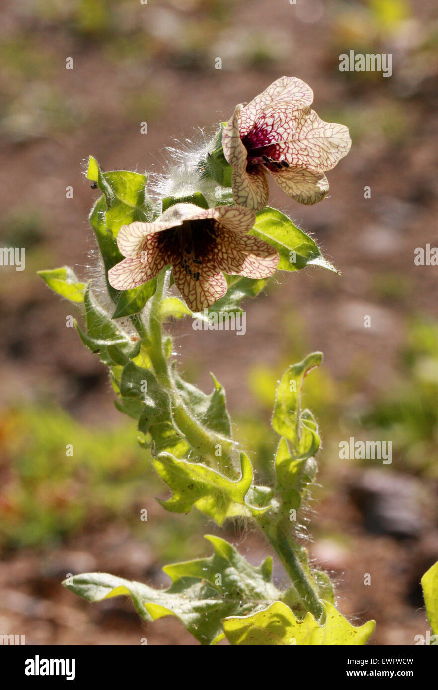 Bilsenkraut, stinkenden Nachtschatten oder Schwarzes Bilsenkraut, Hyoscyamus Niger, Solanaceae. Stockfoto