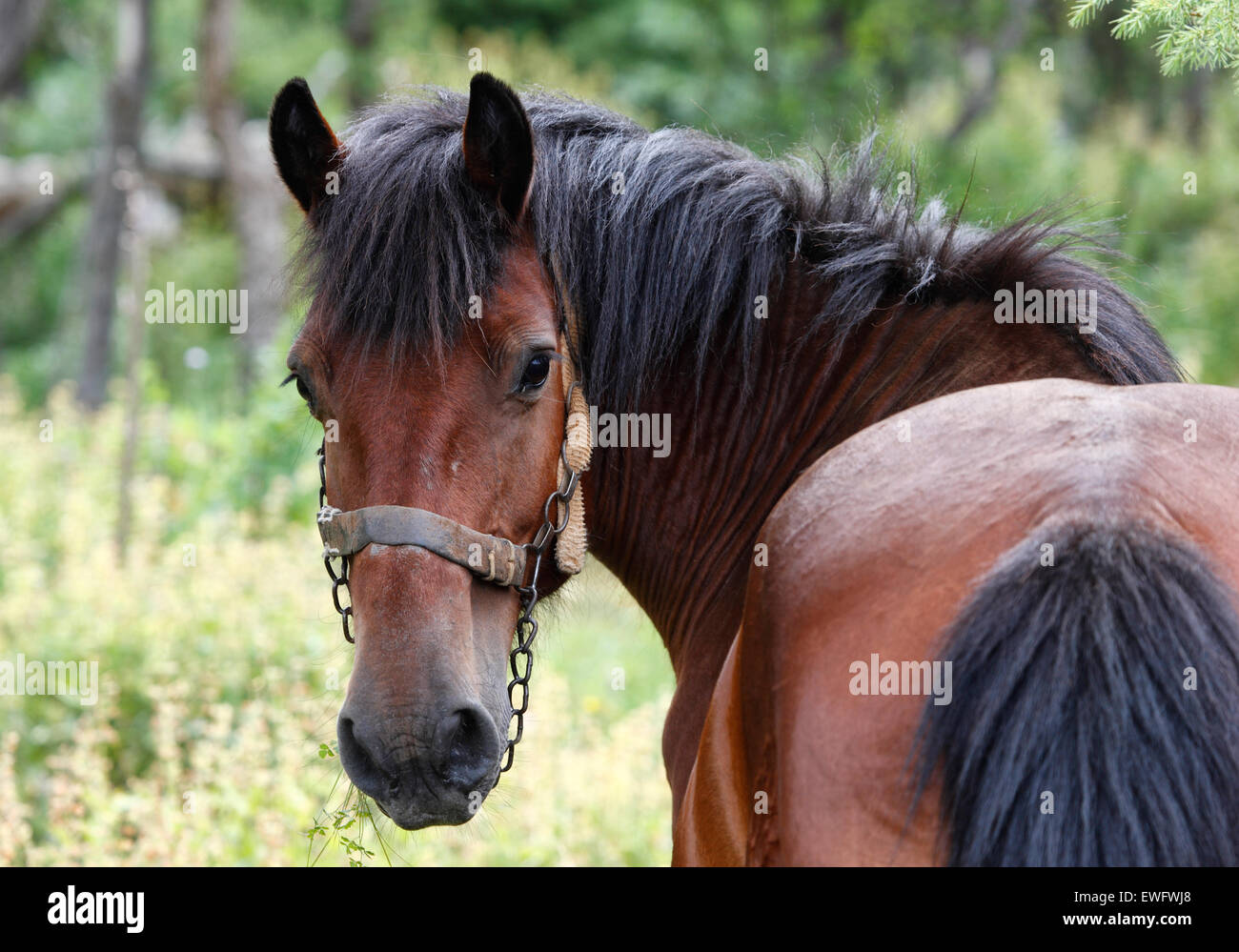 Braunes Pferd hautnah Stockfoto