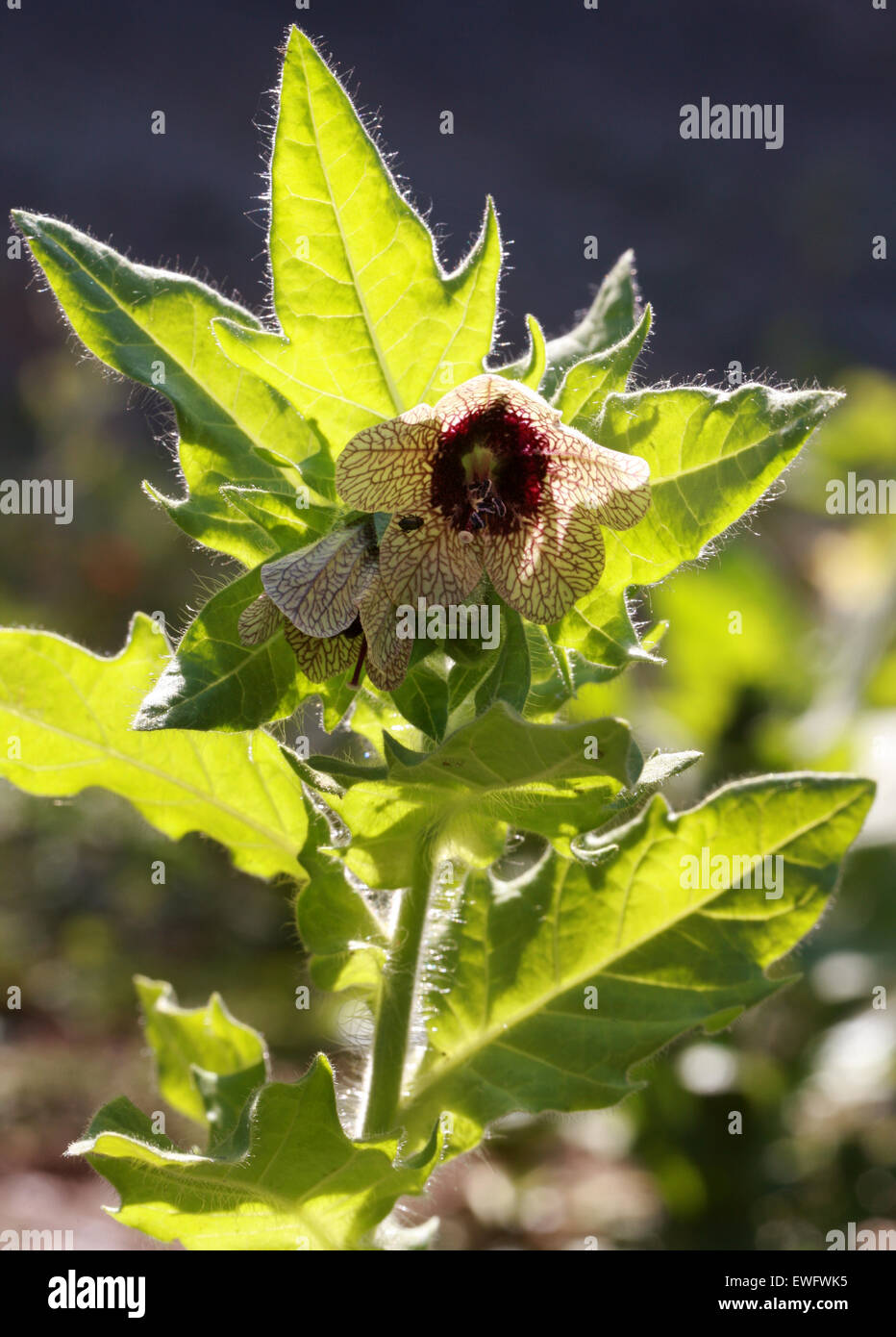 Bilsenkraut, stinkenden Nachtschatten oder Schwarzes Bilsenkraut, Hyoscyamus Niger, Solanaceae. Stockfoto