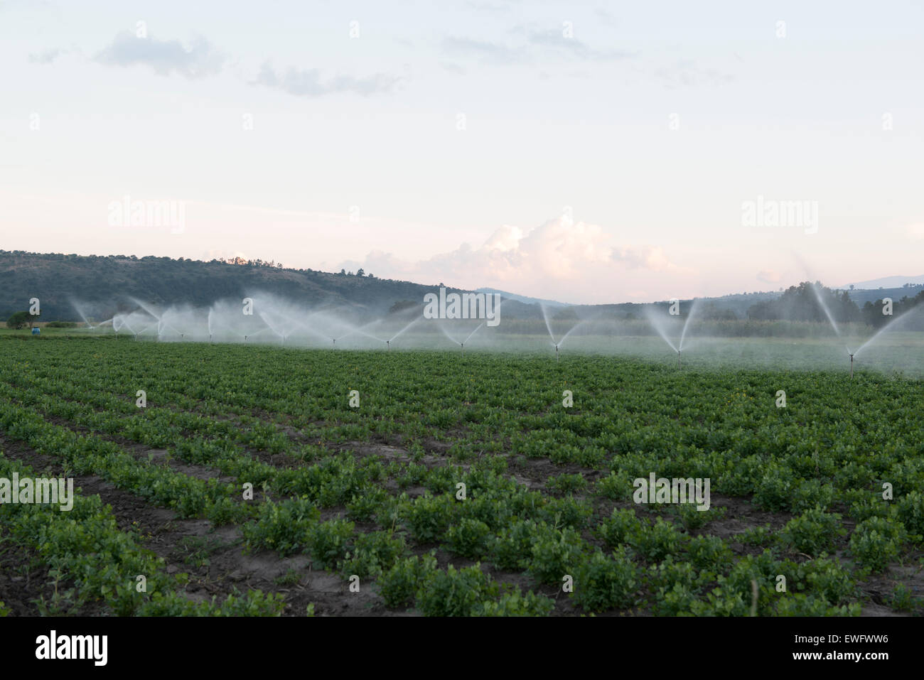 Bewässerungssystem, sprinkler Stockfoto