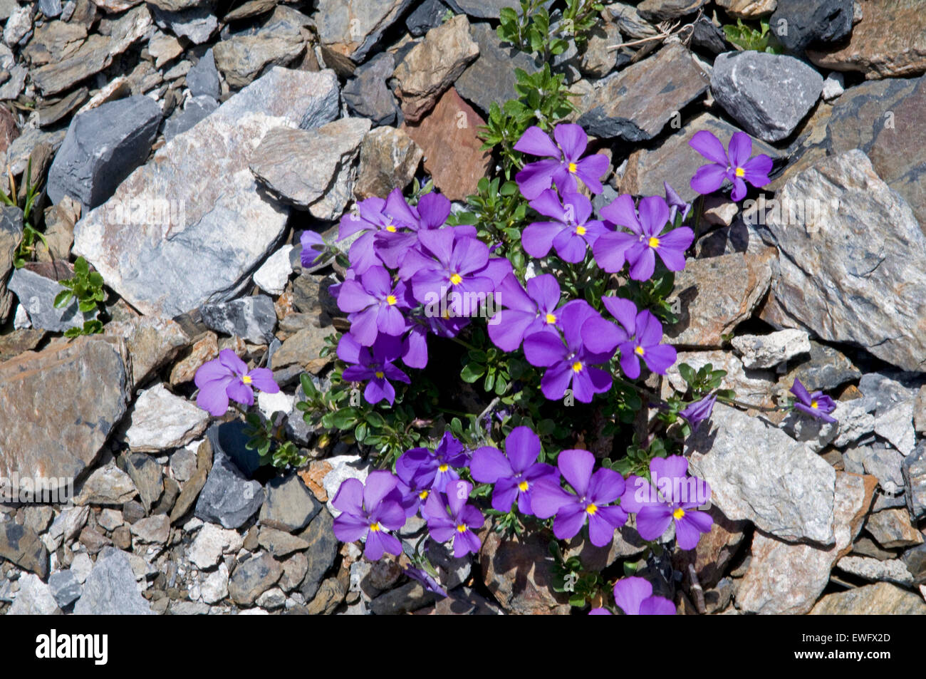 Flora der Berner Oberland, Schweiz - Alpine Stiefmütterchen Stockfoto