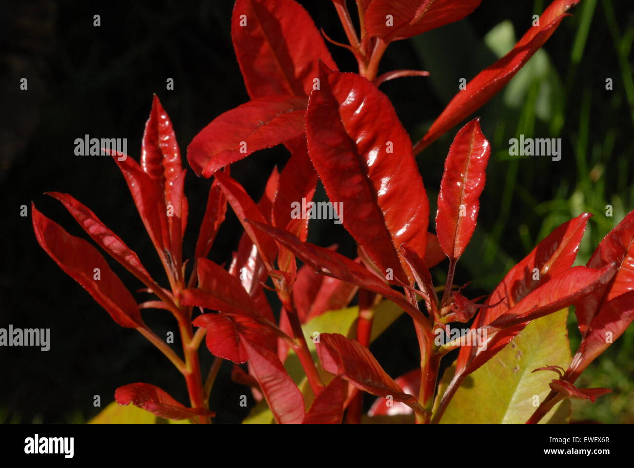 Red Robin Pflanze Stockfoto