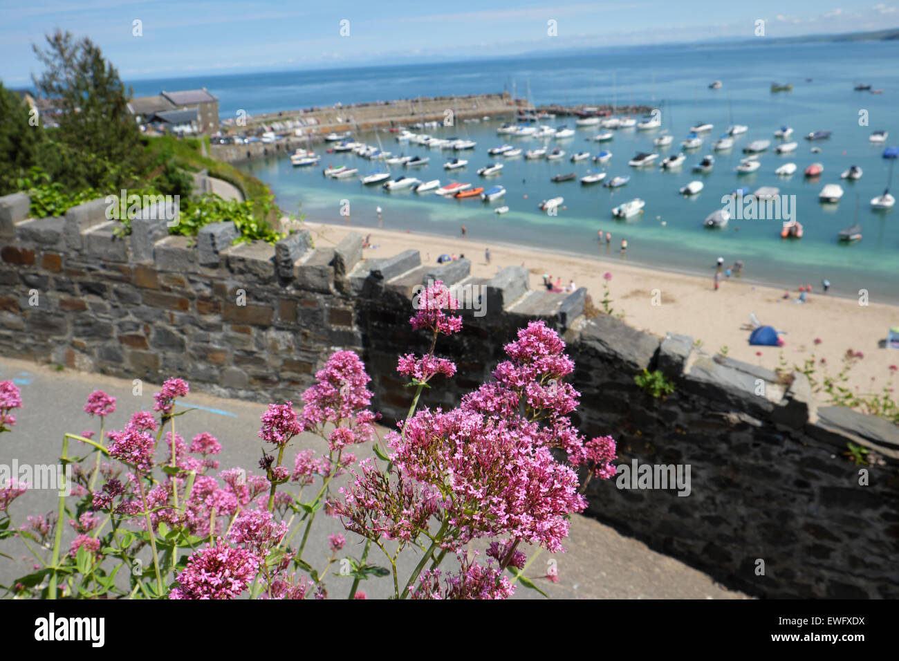 Ein Blick auf die Boote im Hafen, dem Strand und rosa Königskerzen Blüten von Steinmauer New Quay Ceredigion Wales UK KATHY DEWITT Stockfoto
