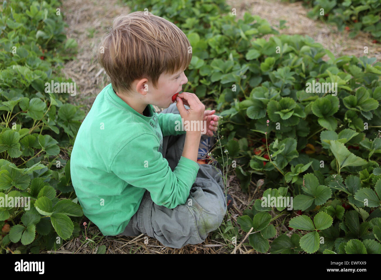 Werl, Deutschland, junge sitzt in einem Feld und eine Erdbeere knabbern Stockfoto