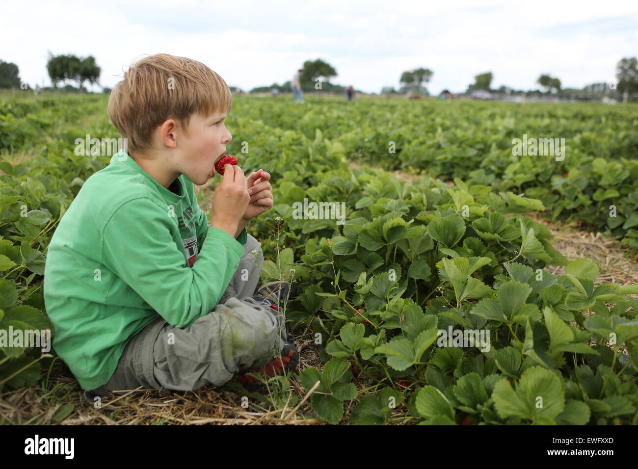 Werl, Deutschland, junge sitzt in einem Feld und eine Erdbeere knabbern Stockfoto