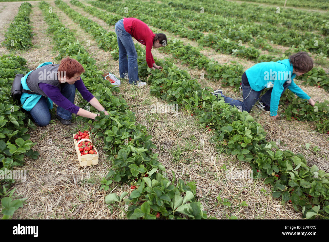 Werl, Deutschland, Frau und Kinder in einem Feld Erdbeeren pflücken Stockfoto