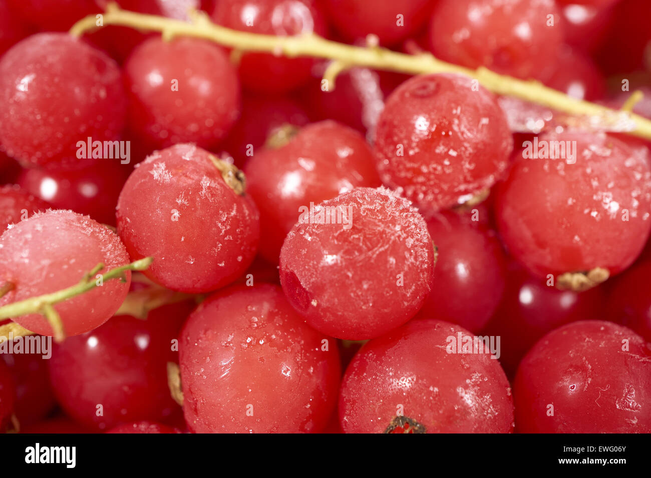 Hintergrund von vielen gefrorenen Johannisbeeren mit Eiskristallen überzogen Stockfoto