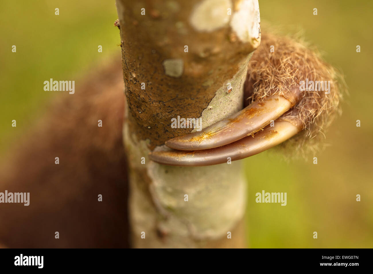 Detail-toed. Hoffmanns zwei – Finger Faultier (Choloepus Hoffmanni) Aviarios del Caribe. Costa Rica. Amerika Stockfoto