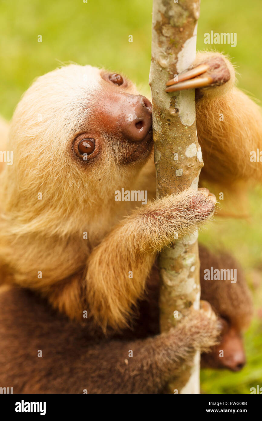 Hoffmanns zwei – Finger Faultier (Choloepus Hoffmanni) Aviarios del Caribe. Costa Rica. Amerika Stockfoto