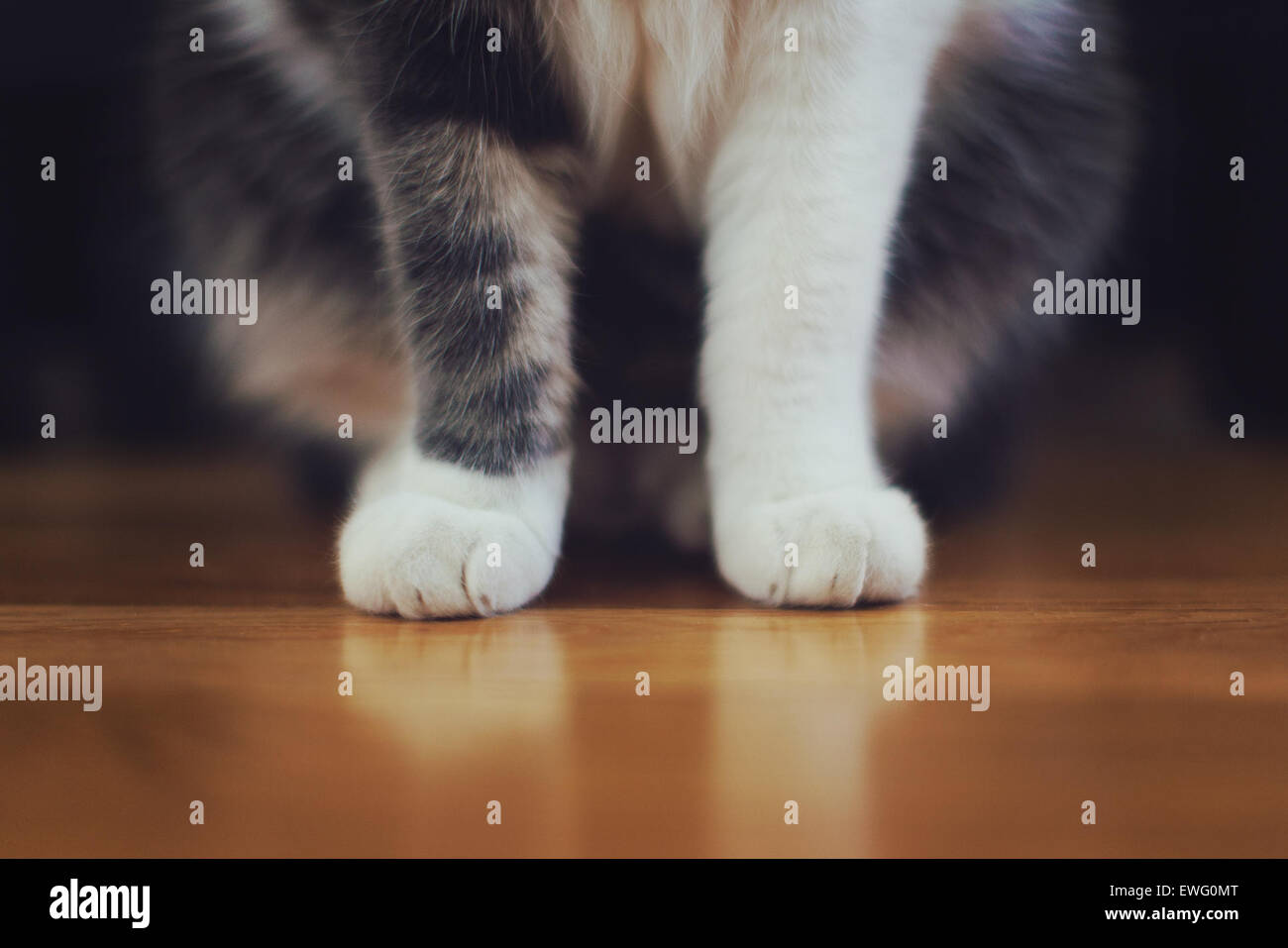 Das Bild konzentriert sich auf die Beine und Füße einer Katze und hebt die feinen Details des Fells und die zarte Struktur der Pfoten hervor. Katzenpfoten sind für ihre Beweglichkeit und Bewegung von entscheidender Bedeutung und machen sie zu einem wichtigen Merkmal ihrer Anatomie. Stockfoto